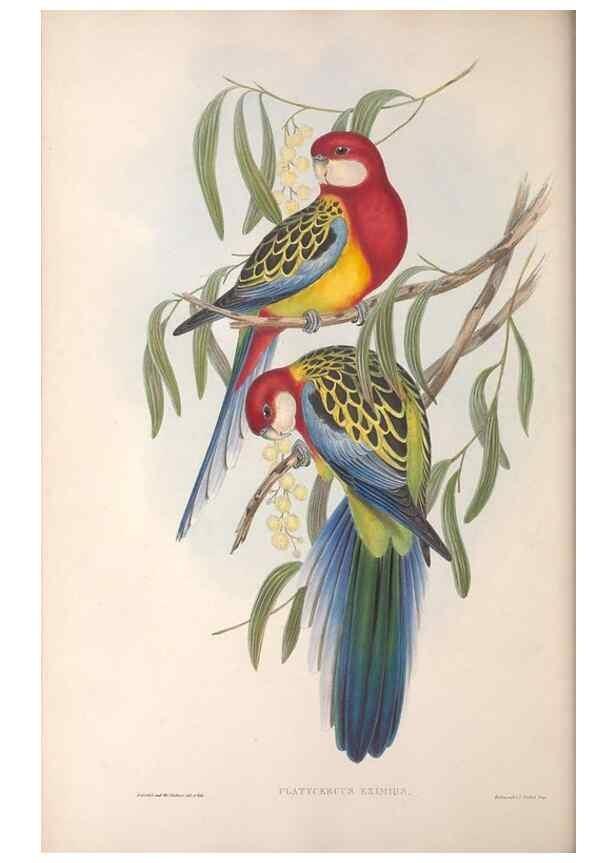 Reproducción/Reproduction 36812754961: The birds of Australia.. London,Printed by R. and J. E. Taylor; pub. by the author,[1840]-48.
