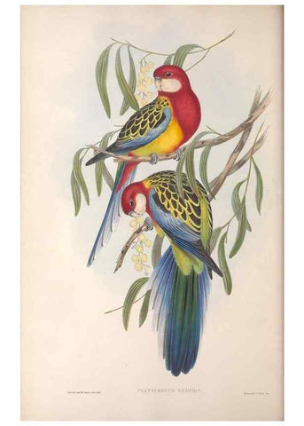Reproducción/Reproduction 36812754961: The birds of Australia.. London,Printed by R. and J. E. Taylor; pub. by the author,[1840]-48.
