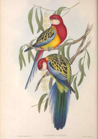 Reproducción/Reproduction 36812754961: The birds of Australia.. London,Printed by R. and J. E. Taylor; pub. by the author,[1840]-48.