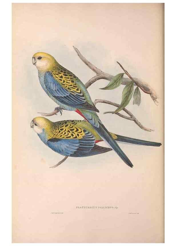 Reproducción/Reproduction 36812753131: The birds of Australia.. London,Printed by R. and J. E. Taylor; pub. by the author,[1840]-48.