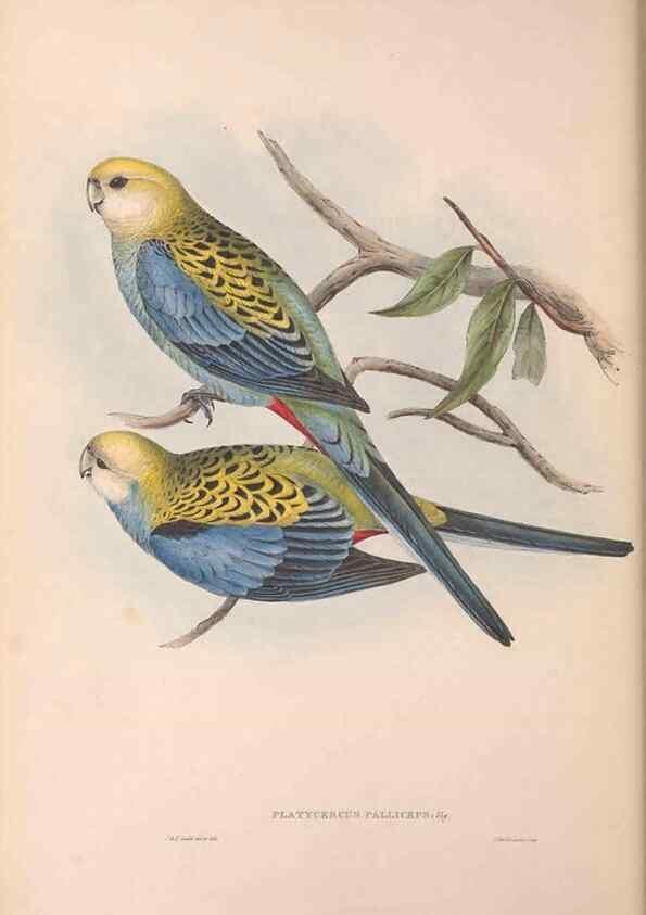 Reproducción/Reproduction 36812753131: The birds of Australia.. London,Printed by R. and J. E. Taylor; pub. by the author,[1840]-48.