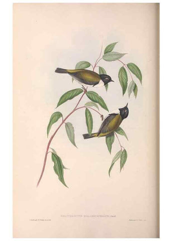 Reproducción/Reproduction 36781083942: The birds of Australia.. London,Printed by R. and J. E. Taylor; pub. by the author,[1840]-48.