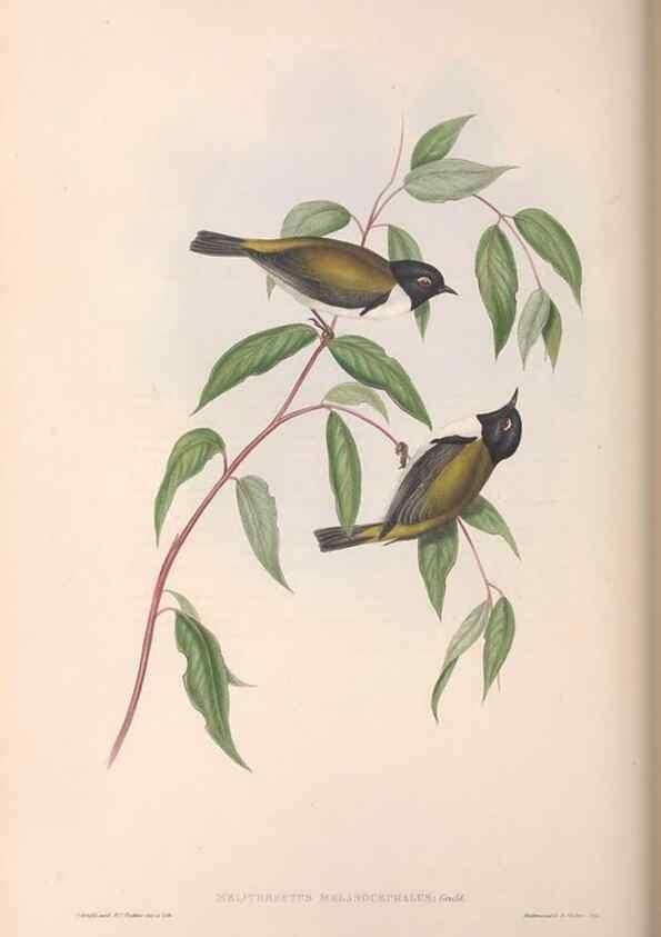 Reproducción/Reproduction 36781083942: The birds of Australia.. London,Printed by R. and J. E. Taylor; pub. by the author,[1840]-48.