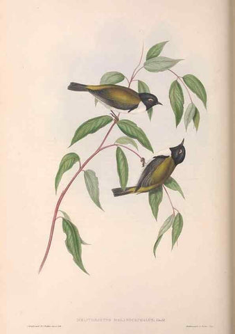 Reproducción/Reproduction 36781083942: The birds of Australia.. London,Printed by R. and J. E. Taylor; pub. by the author,[1840]-48.