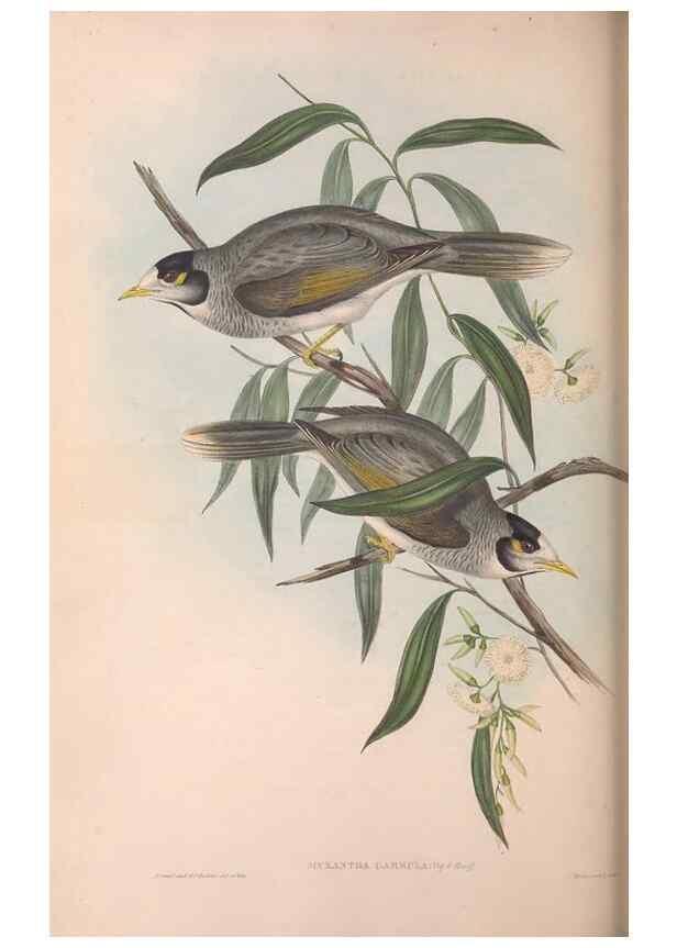 Reproducción/Reproduction 36781086172: The birds of Australia.. London,Printed by R. and J. E. Taylor; pub. by the author,[1840]-48.