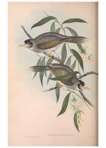 Reproducción/Reproduction 36781086172: The birds of Australia.. London,Printed by R. and J. E. Taylor; pub. by the author,[1840]-48.