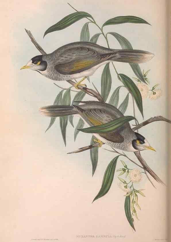 Reproducción/Reproduction 36781086172: The birds of Australia.. London,Printed by R. and J. E. Taylor; pub. by the author,[1840]-48.