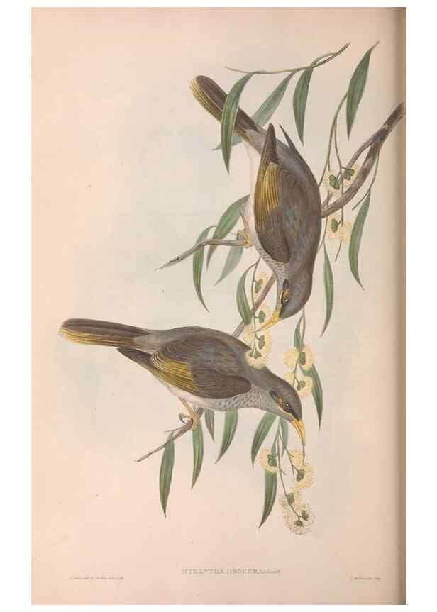 Reproducción/Reproduction 36781088542: The birds of Australia.. London,Printed by R. and J. E. Taylor; pub. by the author,[1840]-48.