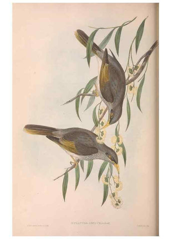 Reproducción/Reproduction 36781088542: The birds of Australia.. London,Printed by R. and J. E. Taylor; pub. by the author,[1840]-48.