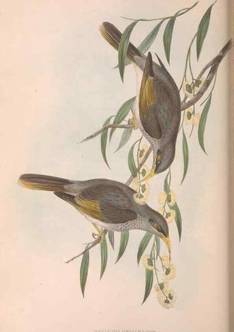 Reproducción/Reproduction 36781088542: The birds of Australia.. London,Printed by R. and J. E. Taylor; pub. by the author,[1840]-48.