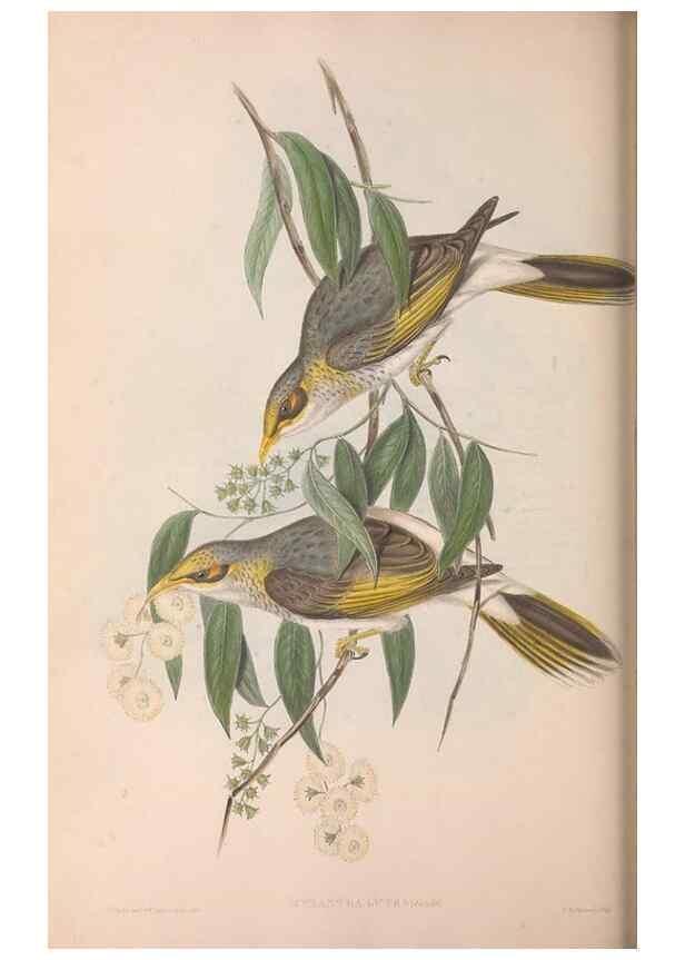 Reproducción/Reproduction 36781090682: The birds of Australia.. London,Printed by R. and J. E. Taylor; pub. by the author,[1840]-48.