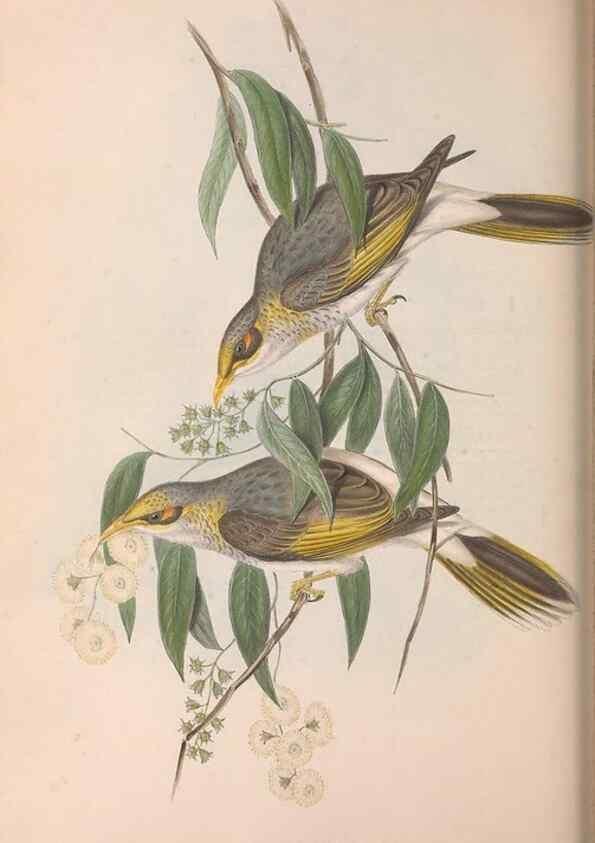 Reproducción/Reproduction 36781090682: The birds of Australia.. London,Printed by R. and J. E. Taylor; pub. by the author,[1840]-48.