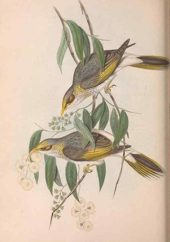 Reproducción/Reproduction 36781090682: The birds of Australia.. London,Printed by R. and J. E. Taylor; pub. by the author,[1840]-48.