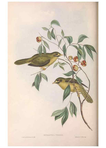 Reproducción/Reproduction 36117654334: The birds of Australia.. London,Printed by R. and J. E. Taylor; pub. by the author,[1840]-48.