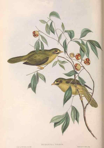 Reproducción/Reproduction 36117654334: The birds of Australia.. London,Printed by R. and J. E. Taylor; pub. by the author,[1840]-48.