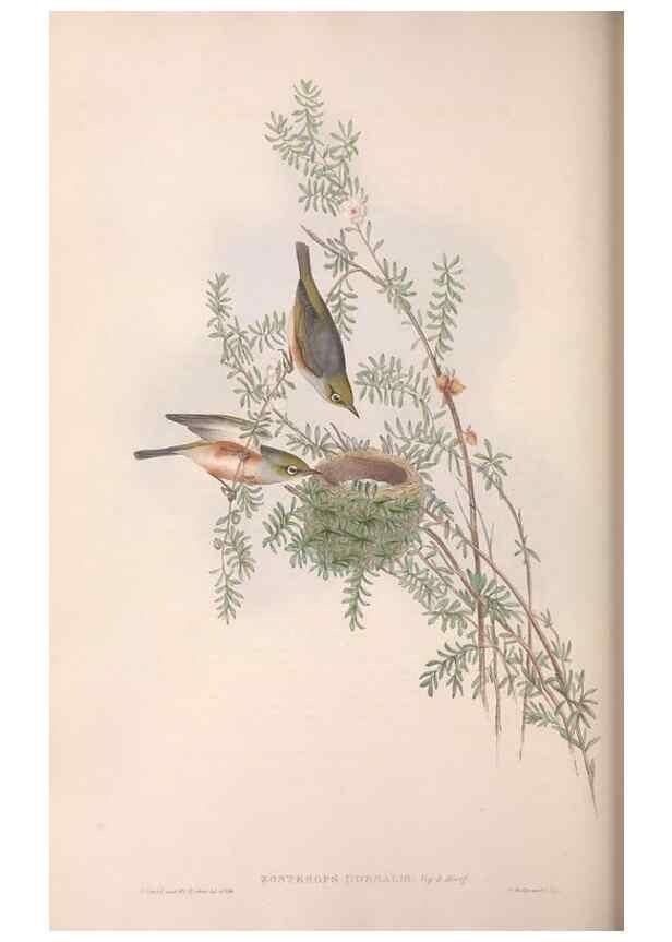 Reproducción/Reproduction 36117655424: The birds of Australia.. London,Printed by R. and J. E. Taylor; pub. by the author,[1840]-48.