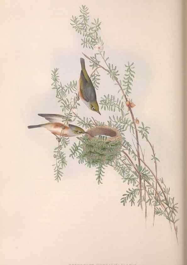 Reproducción/Reproduction 36117655424: The birds of Australia.. London,Printed by R. and J. E. Taylor; pub. by the author,[1840]-48.