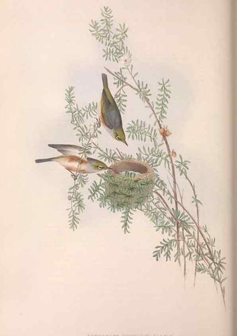 Reproducción/Reproduction 36117655424: The birds of Australia.. London,Printed by R. and J. E. Taylor; pub. by the author,[1840]-48.