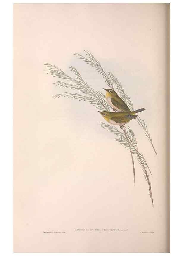 Reproducción/Reproduction 36117656404: The birds of Australia.. London,Printed by R. and J. E. Taylor; pub. by the author,[1840]-48.