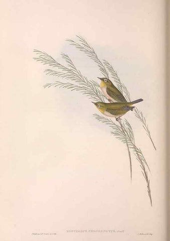 Reproducción/Reproduction 36117656404: The birds of Australia.. London,Printed by R. and J. E. Taylor; pub. by the author,[1840]-48.