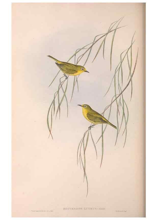 Reproducción/Reproduction 36117657824: The birds of Australia.. London,Printed by R. and J. E. Taylor; pub. by the author,[1840]-48.
