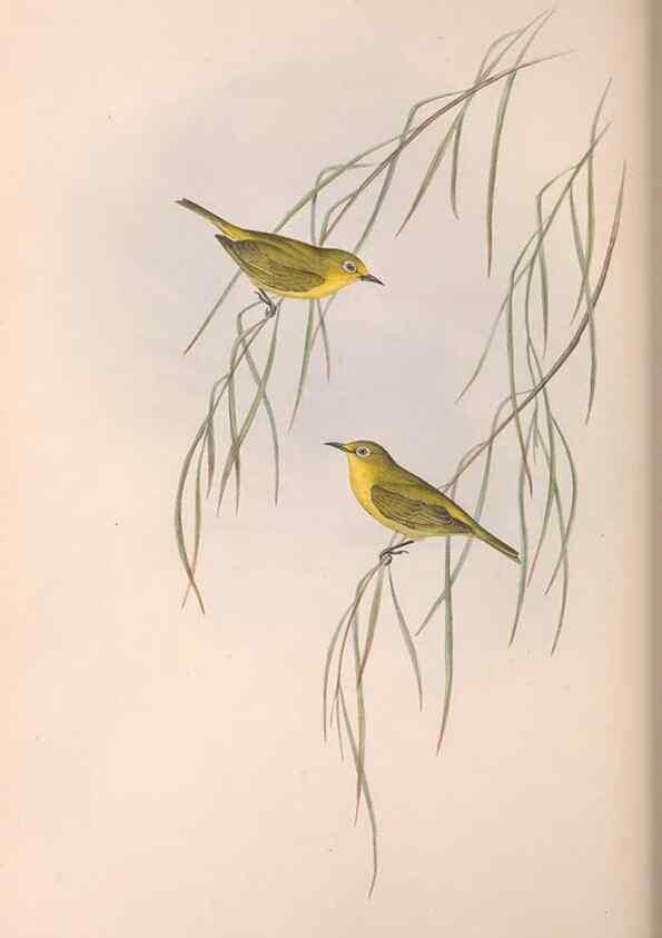 Reproducción/Reproduction 36117657824: The birds of Australia.. London,Printed by R. and J. E. Taylor; pub. by the author,[1840]-48.