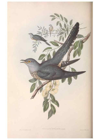 Reproducción/Reproduction 36117658894: The birds of Australia.. London,Printed by R. and J. E. Taylor; pub. by the author,[1840]-48.