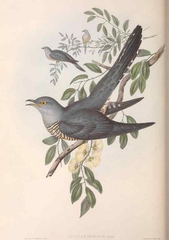 Reproducción/Reproduction 36117658894: The birds of Australia.. London,Printed by R. and J. E. Taylor; pub. by the author,[1840]-48.