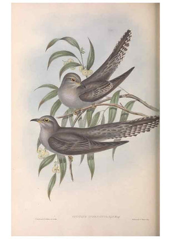 Reproducción/Reproduction 36952179385: The birds of Australia.. London,Printed by R. and J. E. Taylor; pub. by the author,[1840]-48.