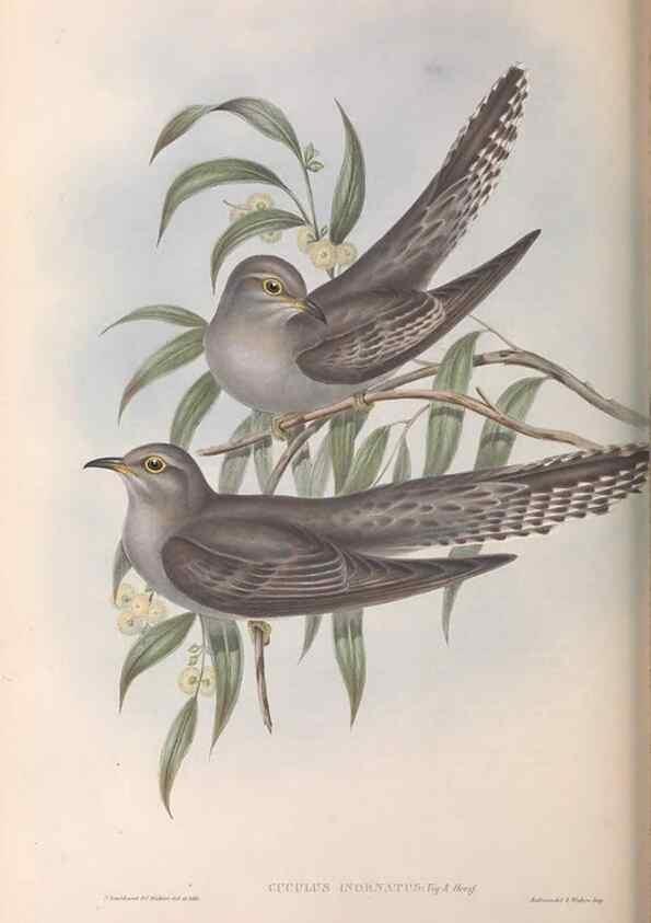 Reproducción/Reproduction 36952179385: The birds of Australia.. London,Printed by R. and J. E. Taylor; pub. by the author,[1840]-48.