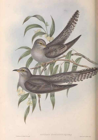Reproducción/Reproduction 36952179385: The birds of Australia.. London,Printed by R. and J. E. Taylor; pub. by the author,[1840]-48.