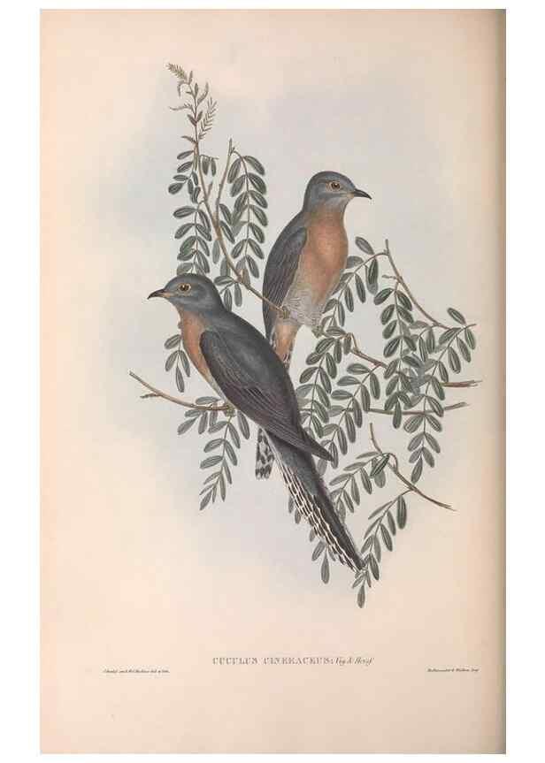 Reproducción/Reproduction 36952181315: The birds of Australia.. London,Printed by R. and J. E. Taylor; pub. by the author,[1840]-48.