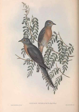 Reproducción/Reproduction 36952181315: The birds of Australia.. London,Printed by R. and J. E. Taylor; pub. by the author,[1840]-48.