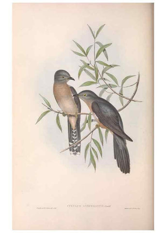 Reproducción/Reproduction 36143780633: The birds of Australia.. London,Printed by R. and J. E. Taylor; pub. by the author,[1840]-48.
