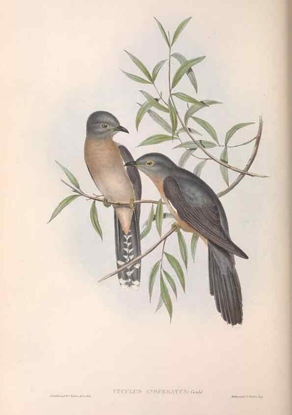 Reproducción/Reproduction 36143780633: The birds of Australia.. London,Printed by R. and J. E. Taylor; pub. by the author,[1840]-48.