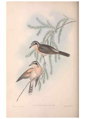 Reproducción/Reproduction 36143782893: The birds of Australia.. London,Printed by R. and J. E. Taylor; pub. by the author,[1840]-48.