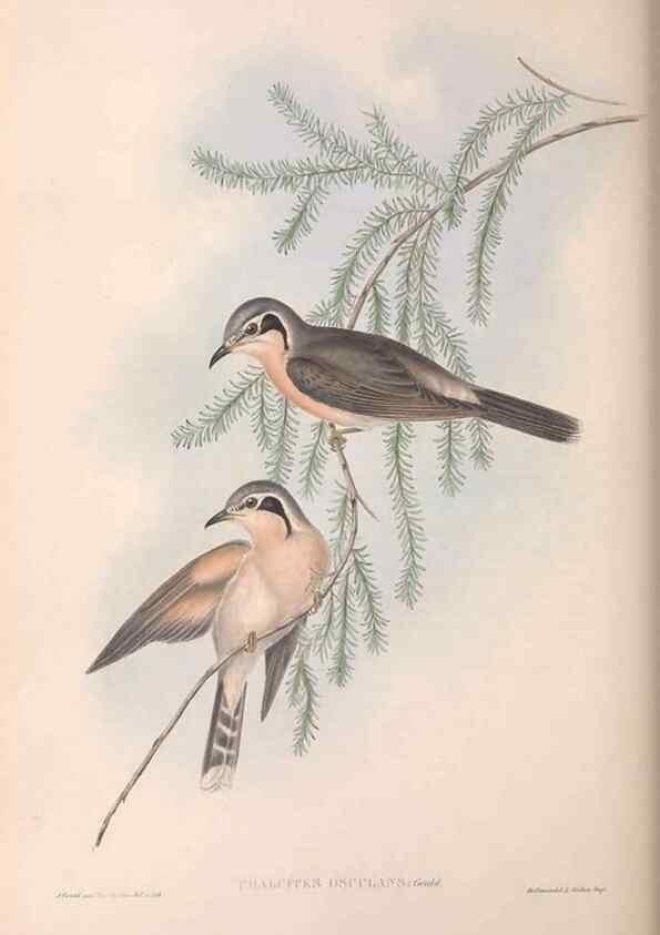 Reproducción/Reproduction 36143782893: The birds of Australia.. London,Printed by R. and J. E. Taylor; pub. by the author,[1840]-48.
