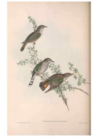 Reproducción/Reproduction 36143784443: The birds of Australia.. London,Printed by R. and J. E. Taylor; pub. by the author,[1840]-48.