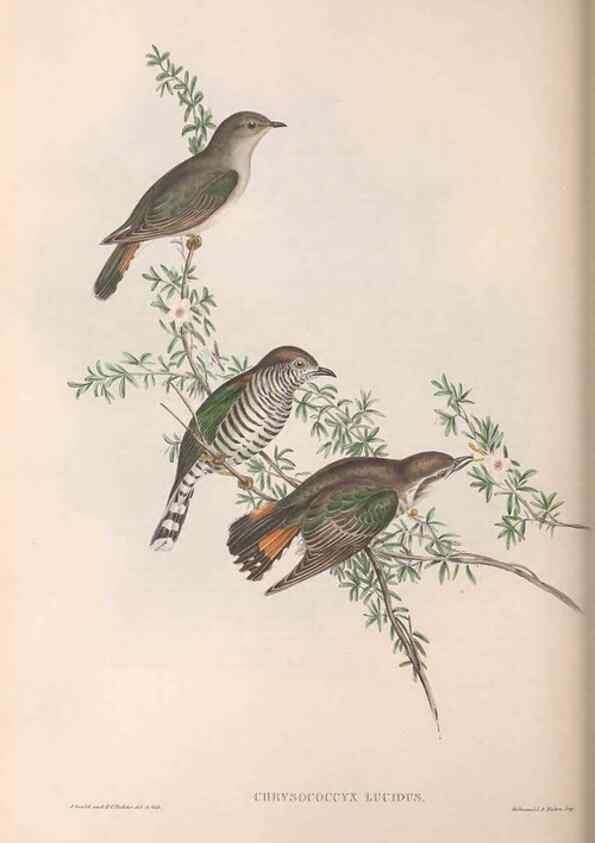 Reproducción/Reproduction 36143784443: The birds of Australia.. London,Printed by R. and J. E. Taylor; pub. by the author,[1840]-48.