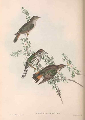 Reproducción/Reproduction 36143784443: The birds of Australia.. London,Printed by R. and J. E. Taylor; pub. by the author,[1840]-48.