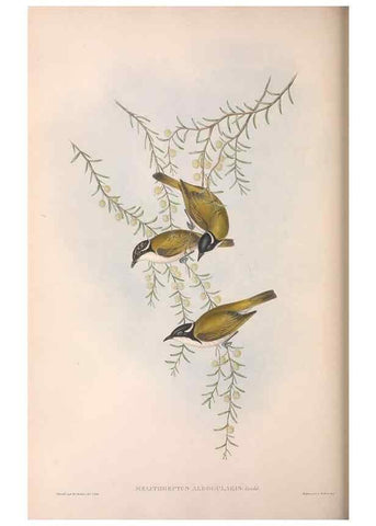 Reproducción/Reproduction 36781081722: The birds of Australia.. London,Printed by R. and J. E. Taylor; pub. by the author,[1840]-48.