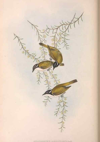 Reproducción/Reproduction 36781081722: The birds of Australia.. London,Printed by R. and J. E. Taylor; pub. by the author,[1840]-48.