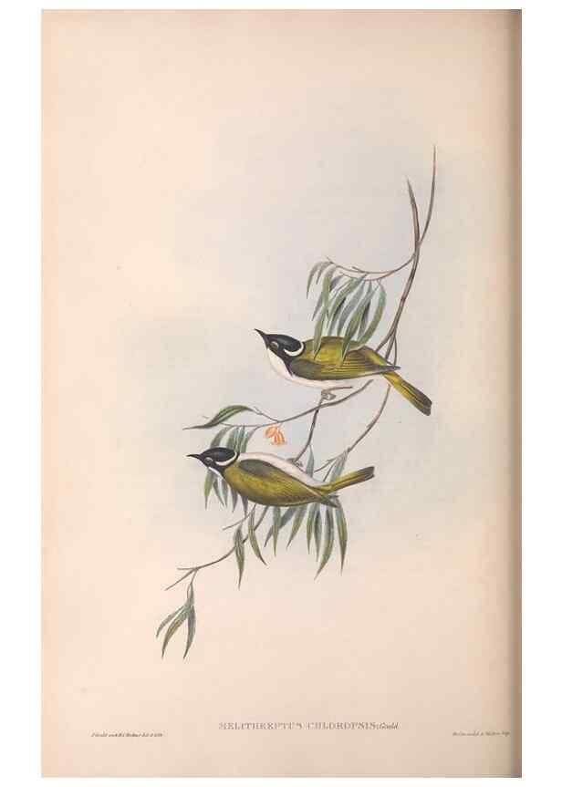 Reproducción/Reproduction 36781080212: The birds of Australia.. London,Printed by R. and J. E. Taylor; pub. by the author,[1840]-48.