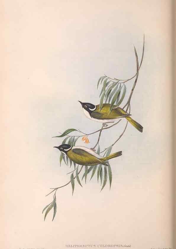 Reproducción/Reproduction 36781080212: The birds of Australia.. London,Printed by R. and J. E. Taylor; pub. by the author,[1840]-48.
