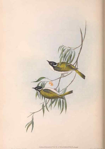 Reproducción/Reproduction 36781080212: The birds of Australia.. London,Printed by R. and J. E. Taylor; pub. by the author,[1840]-48.