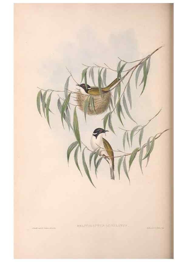 Reproducción/Reproduction 36781078362: The birds of Australia.. London,Printed by R. and J. E. Taylor; pub. by the author,[1840]-48.