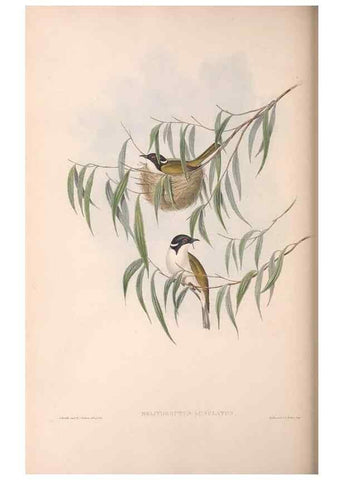 Reproducción/Reproduction 36781078362: The birds of Australia.. London,Printed by R. and J. E. Taylor; pub. by the author,[1840]-48.