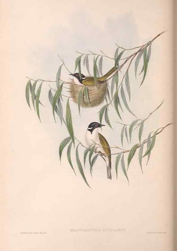 Reproducción/Reproduction 36781078362: The birds of Australia.. London,Printed by R. and J. E. Taylor; pub. by the author,[1840]-48.