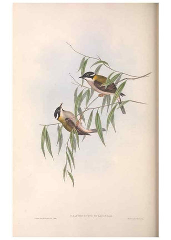 Reproducción/Reproduction 36781076562: The birds of Australia.. London,Printed by R. and J. E. Taylor; pub. by the author,[1840]-48.