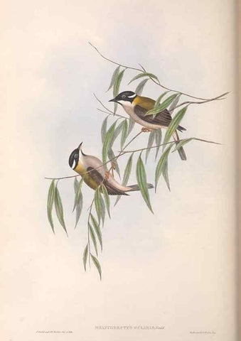 Reproducción/Reproduction 36781076562: The birds of Australia.. London,Printed by R. and J. E. Taylor; pub. by the author,[1840]-48.